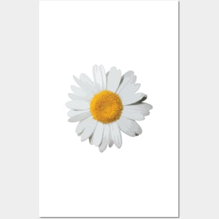 Daisies II Posters and Art